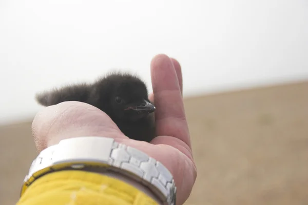 Étude sur les bébés oiseaux arctiques — Photo