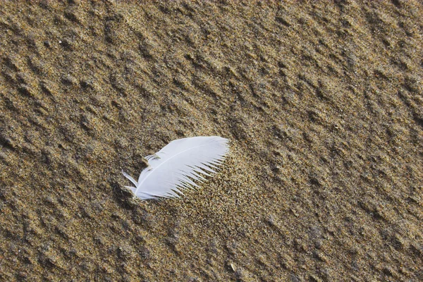 Feather in the sand — Stock Photo, Image