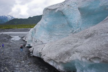 Kenai fiyort Buzulu