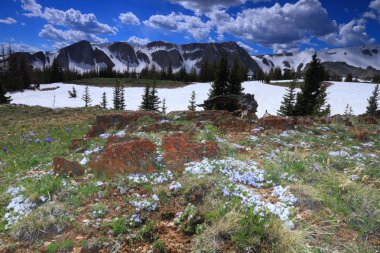 Wyoming Alpine meadows