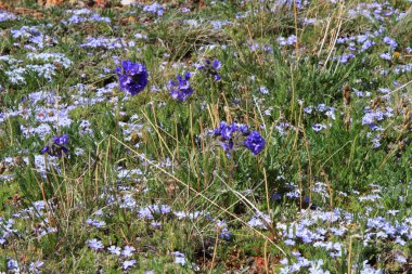 Alp kır çiçekleri