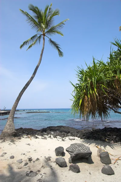 Palmeral — Foto de Stock