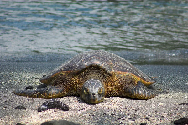 Ruheschildkröte — Stockfoto