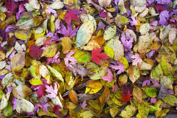 Fall background — Stock Photo, Image