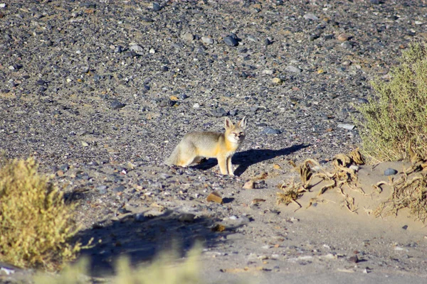 Woestijn vos in death valley — Stockfoto