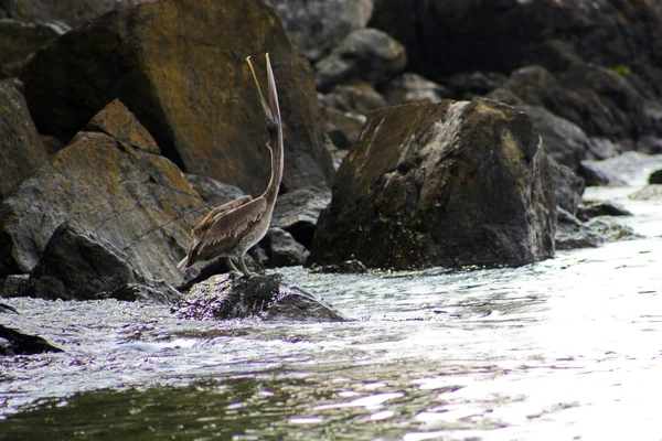 Pelicanos — Fotografia de Stock