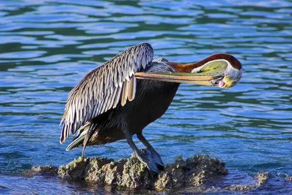 Пеликаны — стоковое фото