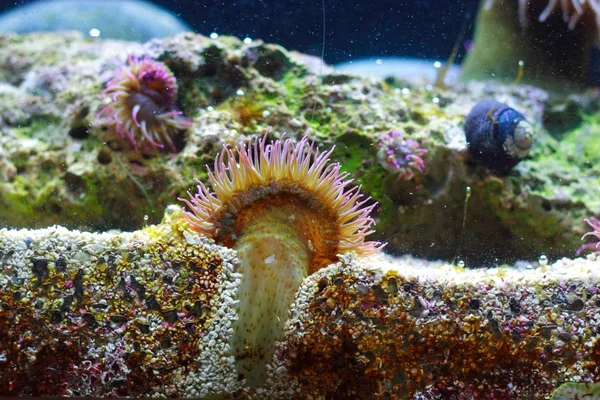 Zeeanemonen — Stockfoto