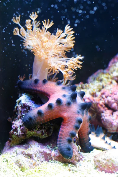 Sea star — Stockfoto