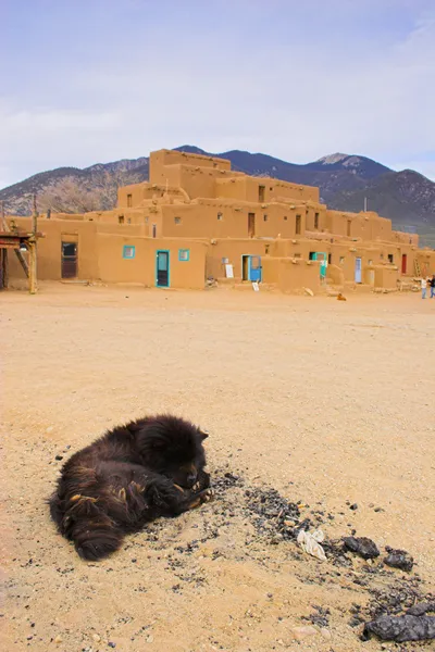 Hund des Taos — Stockfoto