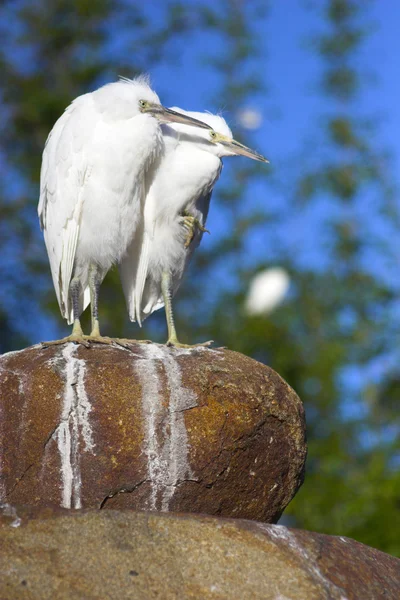 Vögel — Stockfoto