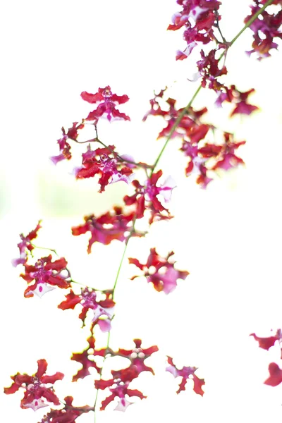Virág Térkép — Stock Fotó