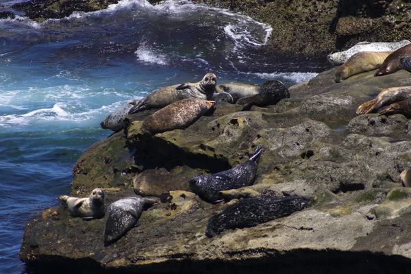 Focas — Fotografia de Stock