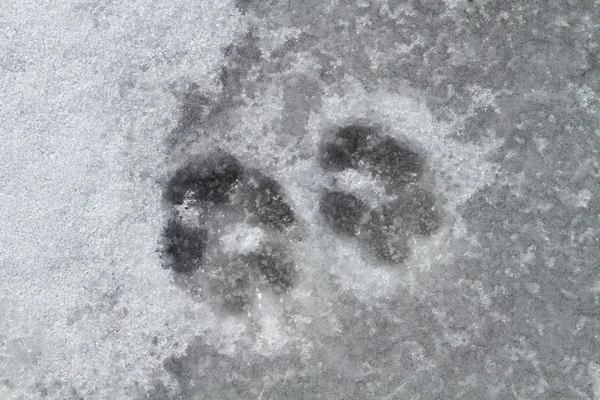 Köpek izleri — Stok fotoğraf