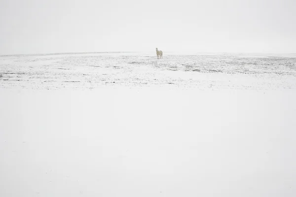 Cavallo di neve — Foto Stock