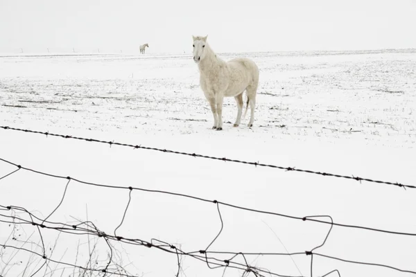 Schneepferd — Stockfoto