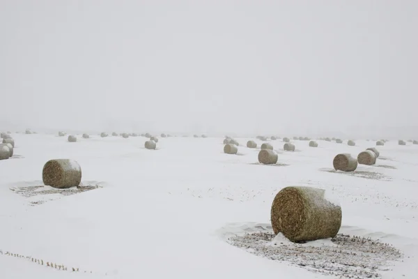 Heuballen im Schneesturm — Stockfoto