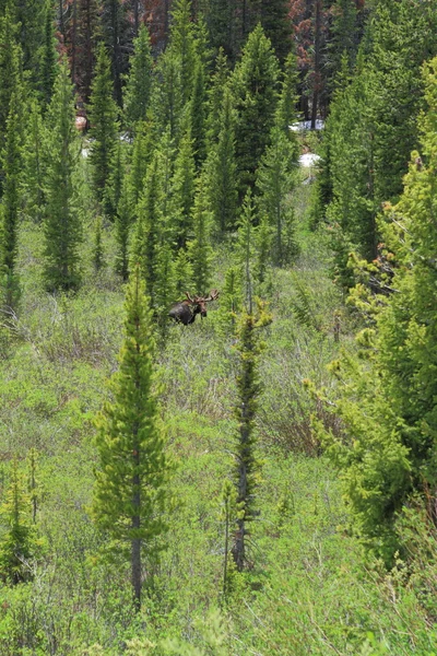 Krmení moose — Stock fotografie