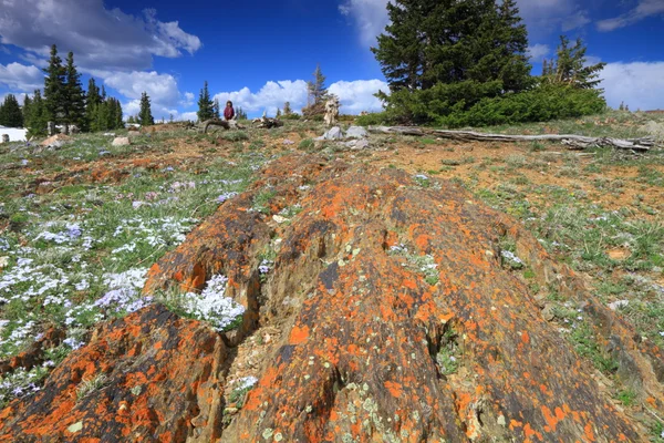 Prados alpinos en Wyoming — Foto de Stock