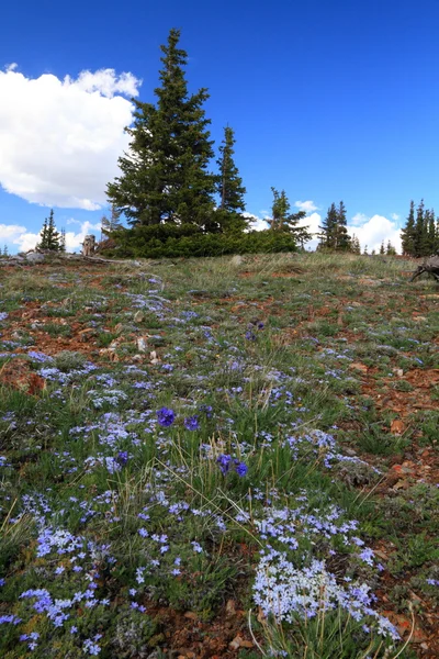 Alpejskie łąki w wyoming — Zdjęcie stockowe