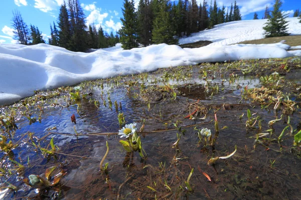 Melting snow in the mountains — Stock Photo, Image