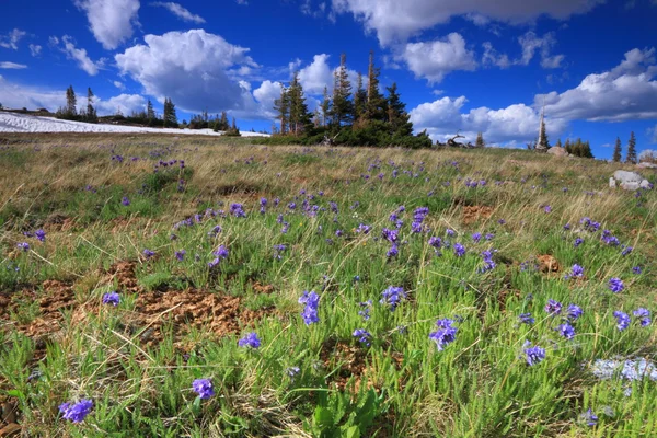 Prados alpinos em Wyoming — Fotografia de Stock