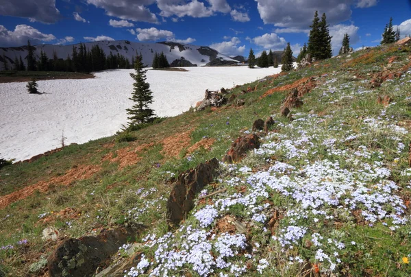 Alpine meadows in Wyoming Stock Photo