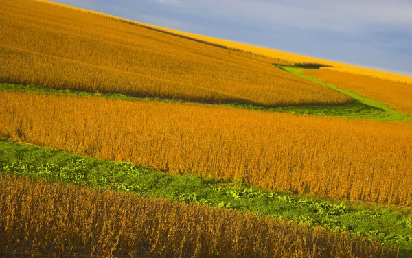 Vliegen over veld Rechtenvrije Stockfoto's