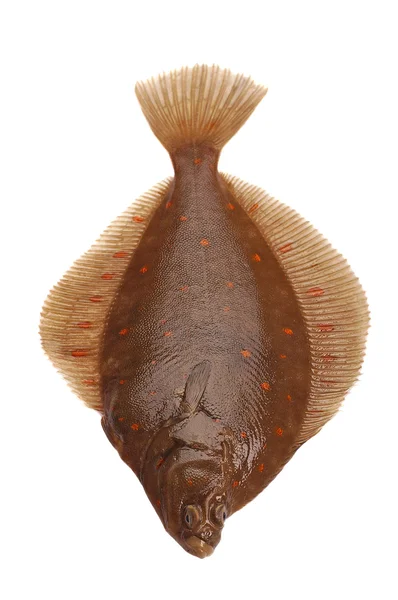 Plaice Fish — Stock Photo, Image