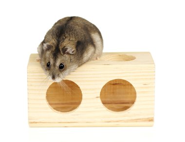 cüce hamster