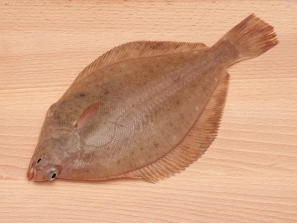 Dab Fish — Stock Photo, Image