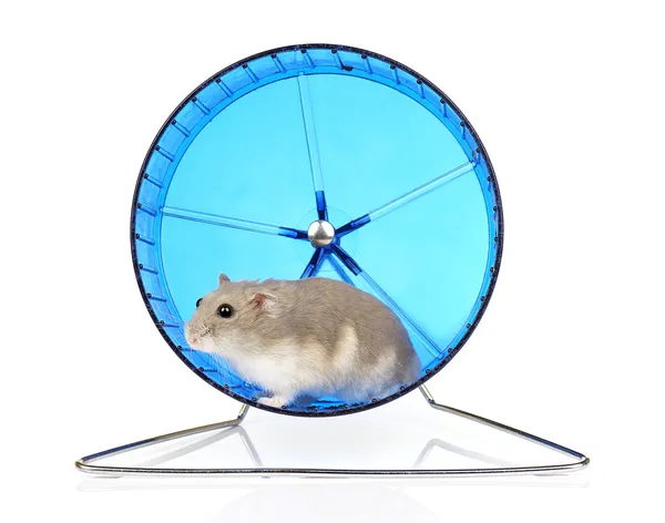 Dvärg hamster i motion hjul — Stockfoto