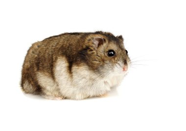 cüce hamster