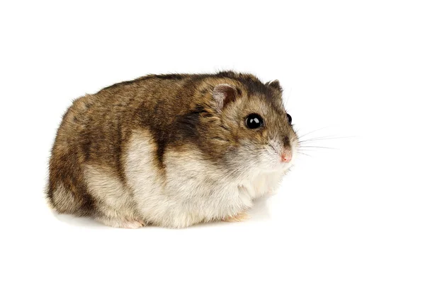 Dwerg hamster — Stockfoto