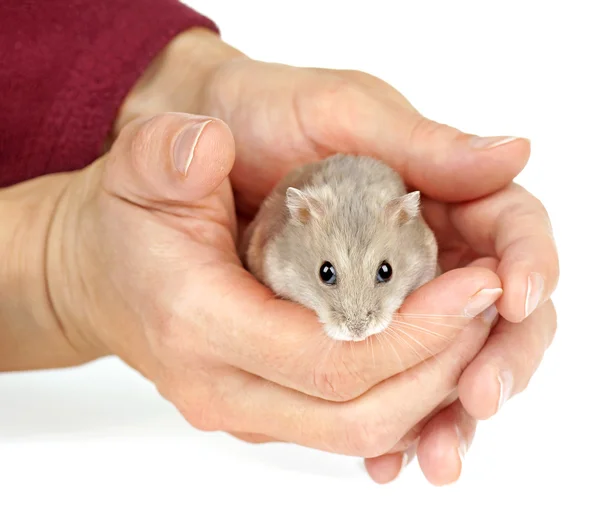 Dwarf Hamster — Stock Photo, Image