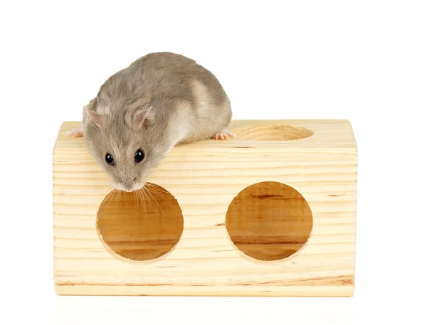 Dwarf Hamster — Stock Photo, Image