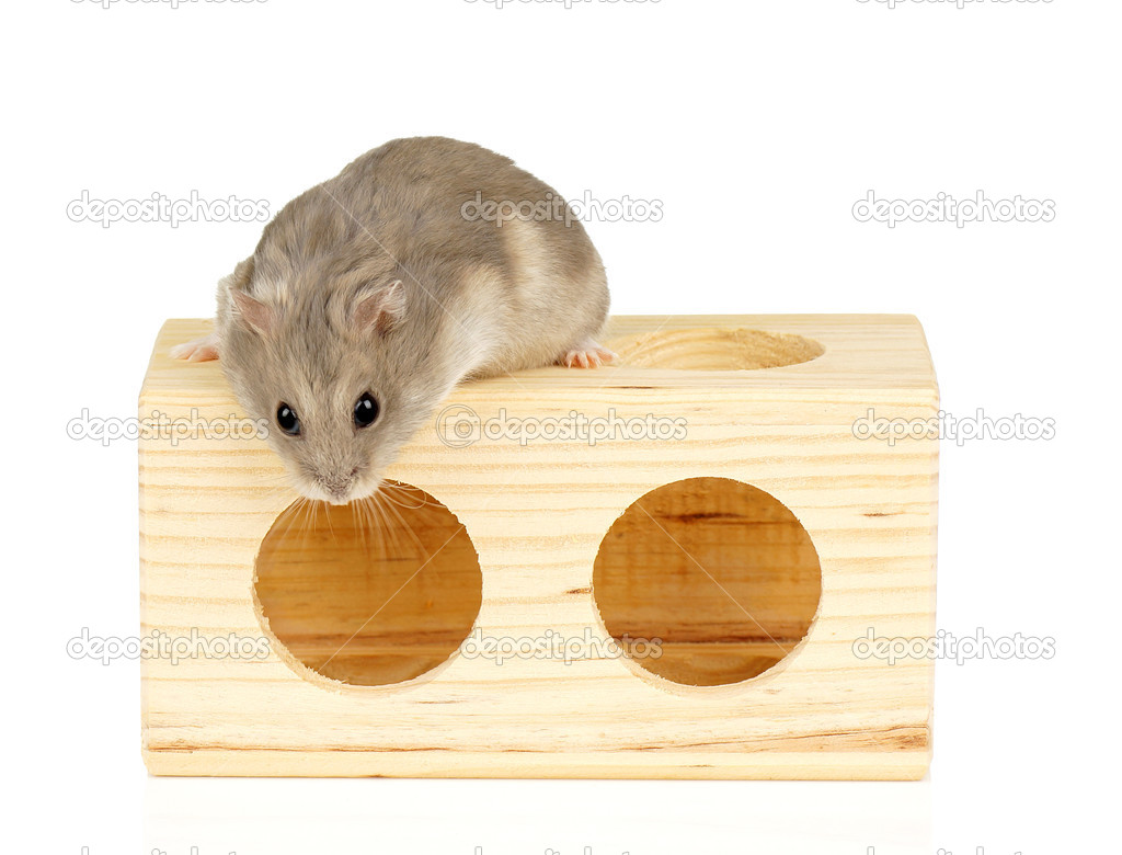 Dwarf Hamster