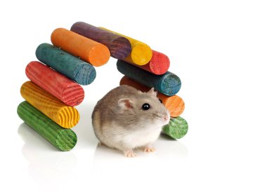 cüce hamster