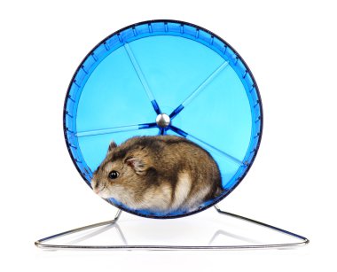 cüce hamster