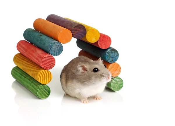 Dwarf Hamster — Stock Photo, Image