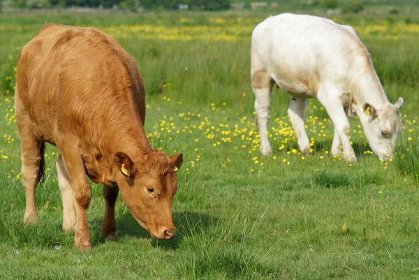 Бронзовые и белые коровы в зеленом поле — стоковое фото