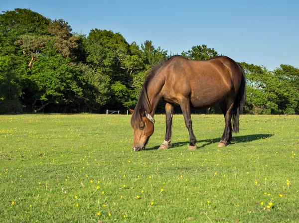 Brwon Pony pastando en un campo cubierto de hierba —  Fotos de Stock