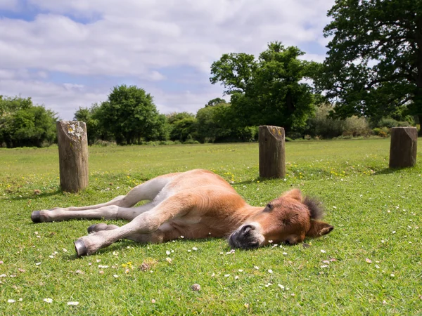 Lindo poni marrón potro durmiendo en la hierba —  Fotos de Stock