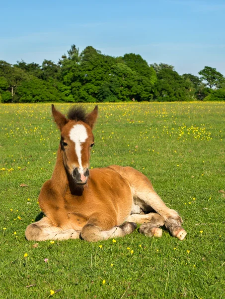 Lindo marrón pony potro acostado en la hierba —  Fotos de Stock