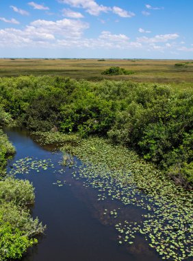 Florida Everglades