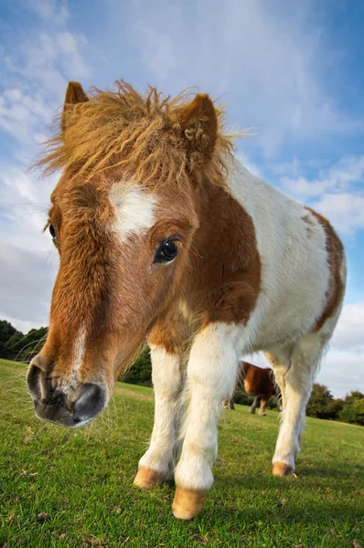 Pony de Shetland marrón y blanco —  Fotos de Stock