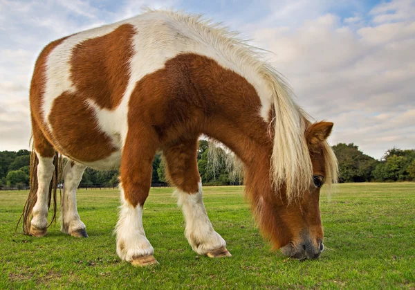 Pony marrón y blanco —  Fotos de Stock