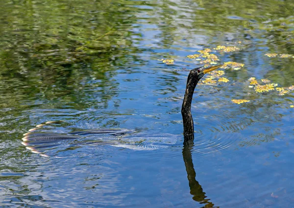 Anhinga птахів — стокове фото