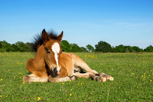 草の上に敷設かわいい茶色の子馬 ストック画像