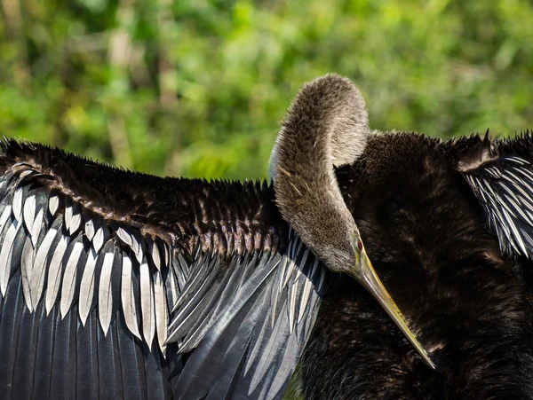 Жіночий anhinga птах — стокове фото